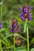 Selfheal_LP0062_19_Andrews_Wood