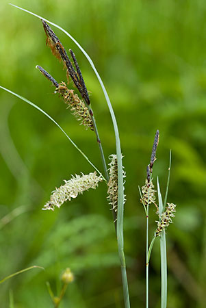 Sedge_Glaucous_LP0129_06_Frillinghurst