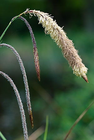 Sedge_Pendulous_LP0117_21_Harewoods