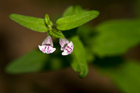 Skullcap_Lesser_LP0217_20_Backside_Common