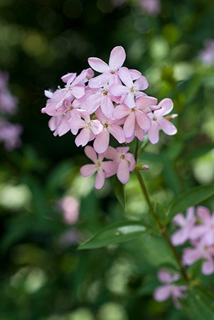 Soapwort_LP0167_40_Mitcham_Common