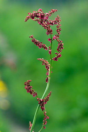 Sorrel_Common_LP0130_12_Peaslake