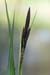 Sedge_Common_LP0196_03_Haxted_Mill