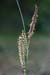 Sedge_Glaucous_LP0118_43_Hale_Common