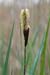 Sedge_Glaucous_LP0125_06_Parsonage_Moor