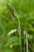 Sedge_Glaucous_LP0129_06_Frillinghurst