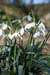 Snowdrop_LP0088_10_Box_Hill