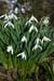 Snowdrop_LP0090_09_Staffhurst_Wood