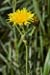 Sow-thistle_Perennial_LP0073_19_Wicken_Fen