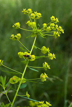 Spurge_Twiggy_LP0151_25_Mitcham_Common