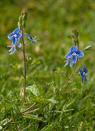 Speedwell_Germander_LP0127_07_Puttenham