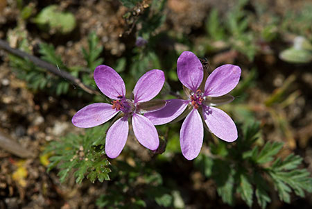 Stork's-bill_Common_LP0123_02_Gomshall