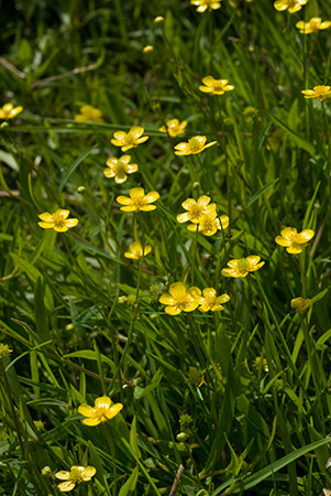 Spearwort_Lesser_LP0068_01_Headley_Heath