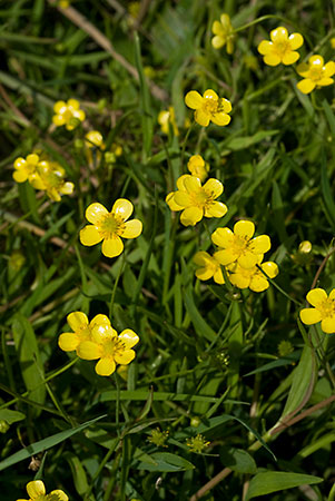 Spearwort_Lesser_LP0068_04_Headley_Heath