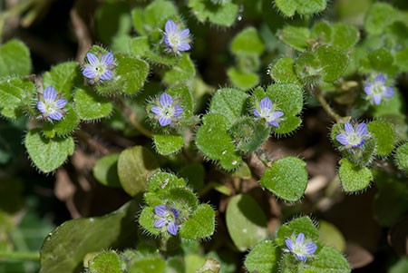 Speedwell_Ivy-leaved_LP0190_17_Hammonds_Copse