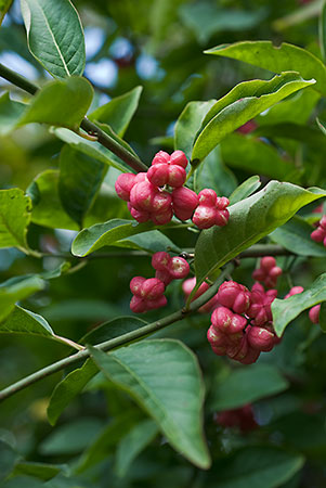 Spindle_tree_LP0031_25_Riddlesdown