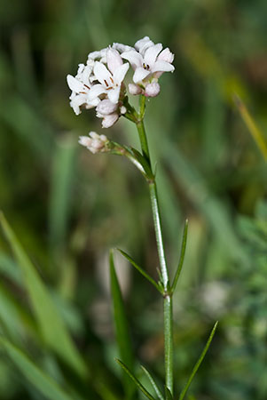 Squinancywort_LP0160_34_Walton_Downs