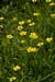 Spearwort_Lesser_LP0068_01_Headley_Heath