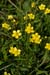 Spearwort_Lesser_LP0068_04_Headley_Heath