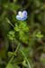 Speedwell_Common_Field_LP0078_09_Puttenham