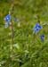 Speedwell_Germander_LP0127_07_Puttenham