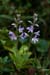 Speedwell_Heath_LP0068_33_Headley_Heath