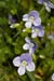 Speedwell_Slender_LP0189_10_Lingfield