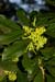 Spurge-laurel_LP0096_10_Harewoods