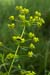 Spurge_Twiggy_LP0151_25_Mitcham_Common