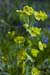 Spurge_Wood_LP0117_02_Harewoods