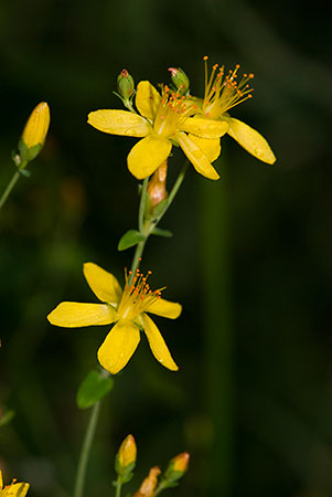 St-Johns-wort_Slender_LP0159_13_Epsom_Common