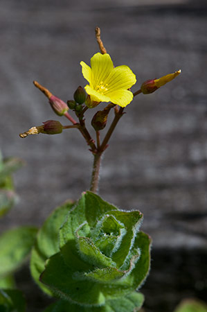 St_John's-wort_Marsh_LP0216_26_Thursley