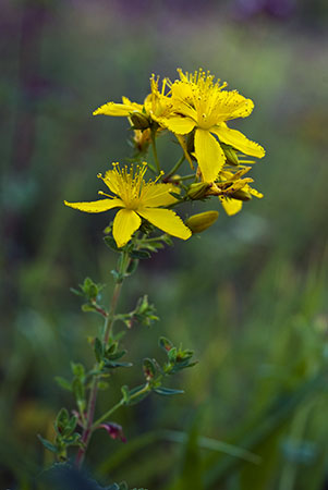 St_Johns-Wort_Perforate_LP0160_02_Walton_Downs