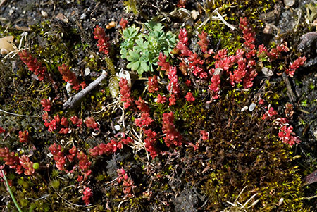 Stonecrop_Mossy_LP0118_22_Hale_Common