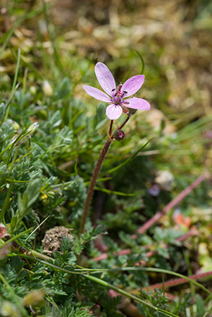 Stork's-bill_Common_LP0118_34_Hale_Common