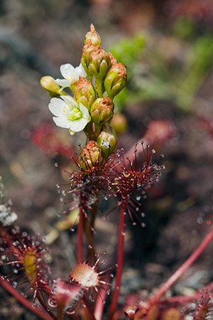 Sundew_Oblong-leaved_LP0216_14_Thursley