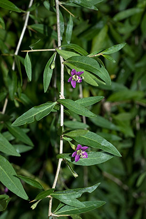 Teaplant_Duke_of_Argylls_LP0073_30_Wicken_Fen