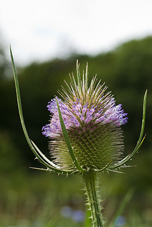 Teasel_LP0023_04_Coulsdon