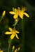 St-Johns-wort_Slender_LP0159_13_Epsom_Common