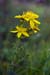 St_Johns-Wort_Perforate_LP0160_02_Walton_Downs