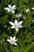 Star-of-Bethlehem_LP0122_42_Milford