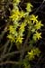 Stonecrop_Biting_LP0155_35_Dawlish_Warren