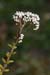 Stonecrop_White_LP0158_03_Woldingham