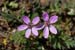 Stork's-bill_Common_LP0123_02_Gomshall