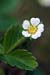 Strawberry_Barren_LP0189_01_Lingfield