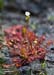 Sundew_Oblong-leaved_LP0216_20_Thursley