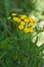 Tansy_LP0029_20_Send