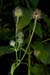 Teasel_Small_LP0183_03_Betchworth