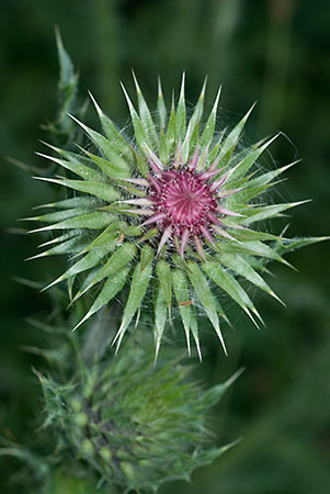 Thistle_Musk_LP0078_40_Puttenham