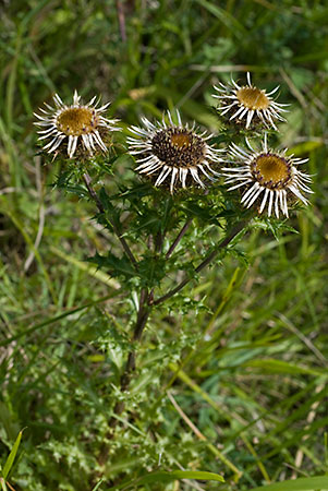 Thistle_Carline_LP0074_08_Box_Hill